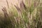 Clump of Fountain Grass  Pennisetum setaceum