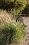 Clump of Fountain Grass  Pennisetum setaceum