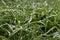 Clump of fresh grass with morning dew