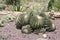 Clump of golden barrel cactus, Echinocactus grusonii