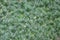 Clump Grass Background Texture