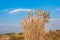 Clump of Grass Flowers with Blue Sky and Cloud