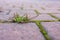 Clump of grass and moss in paving stones