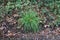 Clump of grass surrounded by brown autumn foliage on ground