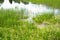 Clump green horsetail in small swamp