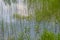 Clump green horsetail in small swamp