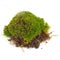 Clump of Green Moss Isolated on White Background