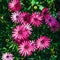 A clump of hardy African daisy