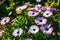 A clump of hardy African daisy