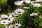 A clump of hardy African daisy