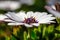 A clump of hardy African daisy