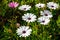 A clump of hardy African daisy