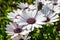 A clump of hardy African daisy