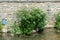 A clump of Hemlock water dropwort next to a river