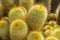 A clump of Lemon Ball cacti (parodia leninghausii)  close up