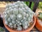 A clump of Mammillaria albicoma cactus