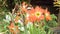 A clump of orange lily blossoms in the flower garden