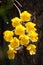 Clump of orchid wild flowers on timber in rainforest with nature background