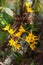 Clump of orchid wild flowers on timber in rainforest with nature background