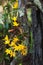 Clump of orchid wild flowers on timber in rainforest with nature background