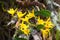 Clump of orchid wild flowers on timber in rainforest with nature background