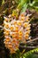 Clump of orchid wild flowers on timber in rainforest with nature background