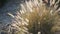 Clump of ornamental bunchgrass, Pennisetum alopecuroides blooms