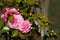 Clump of Pink Camellias