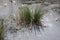 Clump of pond plant grass in cold icy frozen pond or lake in winter