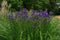 Clump of purple bearded irises in garden setting with poppies and pampas grass