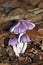 Clump of purple fungi on the rainforest floor