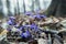 Clump of purple liverleaf flowers in the forest