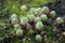 Clump of  pygmy drosera sundew plan