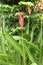 Clump of red heliconia flowers