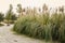 Clump of reed by planked footpath in spring