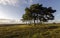 Clump of Scots Pine Trees