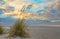 A clump of seagrass on the beach with sunlit clouds