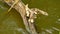 A clump of small wood-burning mushrooms in brown color grow on broken trunk in water. Tree is swinging in small waves on the pond