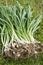 Clump of snowdrop bulbs in the green