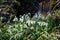 Clump  snowdrops in spring forest