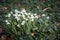 Clump of snowdrops in woodland setting
