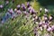 Clump of spanish lavender in the sunshine