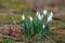 A Clump of Spring Snowdrops