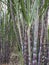 clump of sugarcane trees in a sugarcane plantation on Nunukan Island