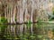 Clump of swamp cypress trees reflected in saltwater swamp