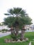 Clump of three palm trees
