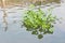 Clump of water hyacinth