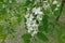 Clump of white flowers of Robinia pseudoacacia