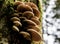 Clump of wild mushrooms growing on a tree