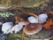 Clump of Wild Mushrooms Showing Tops and Underside